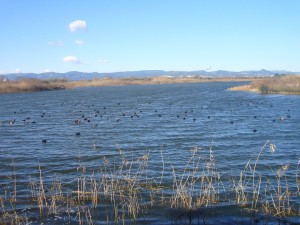 El Delta de Llobregat ofrece unos paisajes sorprendentes